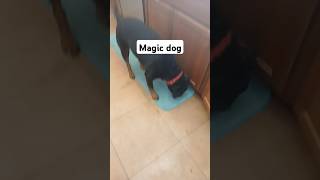 Magic dog #puppy