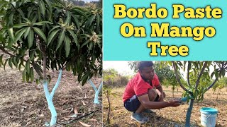 How To Apply Bordo Paste On Mango Tree (Bordeaux Paste) | आम के पेड़ को कैसे बोर्डो पेस्ट करें