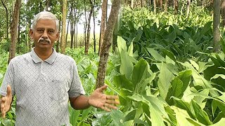 மஞ்சள் சாகுபடியில் நல்ல லாபம் பெற்று வரும் இயற்கை விவசாயி | Turmeric Harvesting | Uzhave Ulagu