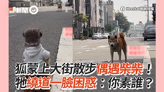 狐獴上街散步！柴犬一臉困惑繞道：你素誰？｜寵物動物｜狗狗｜搞笑