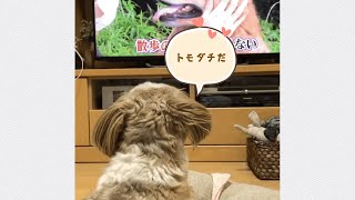 【シーズー】犬の番組を理解しようとするチャロ 【Shih Tzu】 Charo trying to understand the animal tv show.