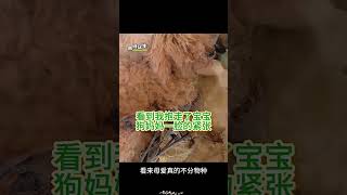 流浪狗求救人类，只因老婆被捕鼠夹困住身体，真情着实令人感动！ #animals #pets #小动物 #cute #奇妙的動物