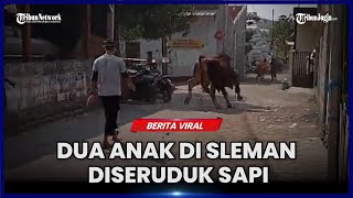 SAPI LEPAS, SERUDUK DAN INJAK DUA ANAK DI SLEMAN