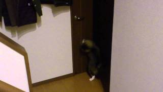 ドアを開ける猫 Cat open the door.