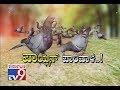 `Poison Parivala`: Does Pigeon Poop & Feather Cause Disease..?