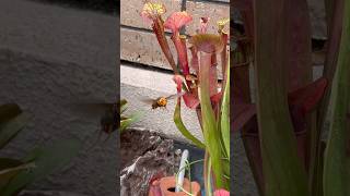 サラセニアとスズメバチ#carnivorousplants #食虫植物 #スズメバチ#ベランダの小さな自然