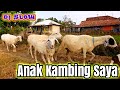 Asik LAGU Caca Marica Hey hey - Dj Remix ANAK KAMBING SAYA ADA DI POHON WARU 🌲🌲🌲