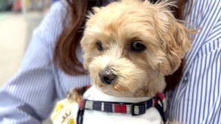 愛犬をデートのお供に連れ出してみた。【マルプー/Maltipoo COCO】