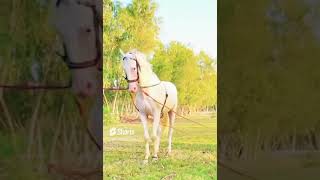 Qamar Zaman khan | Sajan Junior Horse | Horse Riding Skills | Pakistan Tent Pegging | #Shorts