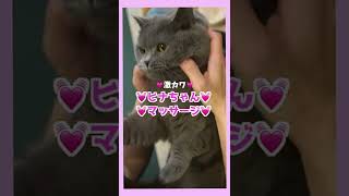 【猫カフェ 福岡】ヒナ様至福のエステタイム💆✨