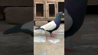 Desi Kabutar | Gola Kabootar #pigeon #fancypigeonsquetta #bird #kabootar