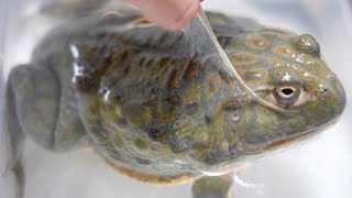 巨大なカエルが脱皮中だったので皮を剥いてみた 巨大なカエルが脱皮中だったので皮を剥いてみた
