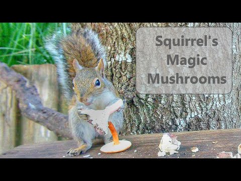 Do squirrels eat fungi?