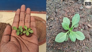 Petunia flower plant planting..পিটুনিয়া ফুল গাছ প্রতিস্থাপন।