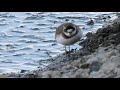 イカルチドリ｜まんまる可愛い鳥動画charadrius placidus