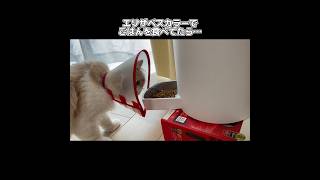 エリザベスカラーでごはんを食べられる天才子猫 #shorts