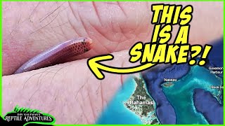 I FOUND THE WEIRDEST SNAKE IN THE BAHAMAS! Bahamas herping adventure!