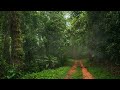 A relaxing soundtrack to feel like hiking a rainforest. Stress relief. Meditation. Uplifting sound