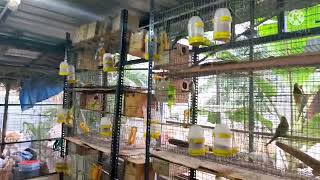 VIHAAN FARM/ Avadi Chennai Tamil Nadu.#birds #chennai #pets