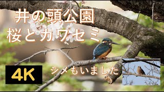 桜とカワセミ・井の頭公園・シメもいました