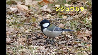 [4K]シジュウカラ／ＨＴ公園