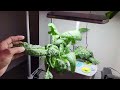 letpot vs idoo vs aerogarden spinach in 3 gardens side by side experiment