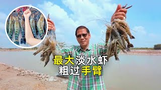 罗氏虾养殖：员工每天加一包盐，老板就能赚8万8！