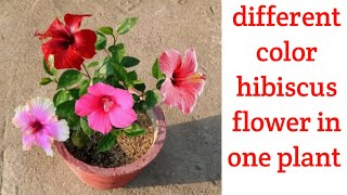 multiple grafting on hibiscus plant | different hibiscus flower in one hibiscus plant