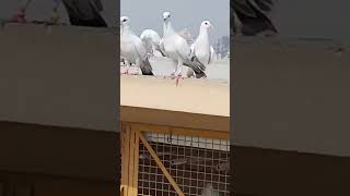 🕊️😱 pure Hyderabadi breed #pigeon kabutar #youtube short video#लखनऊ 🕊️