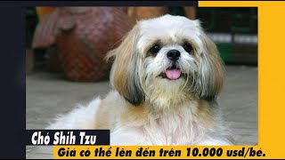 Chó Shih Tzu thuần chủng