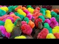 Colorful chickens and ducks are playing ( Part 63 ) 🥰😍🥰😍