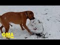 Dog refuses to let a little snow get in the way of play time