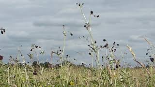 Greater Burnet - Sanguisorba officinalis - at flood meadows at Derwent Ings