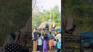 കണ്ണേങ്കാവ് അമ്പലത്തിൽ ഇടഞ്ഞ ആന #elephant #elephants #elephantattack #hindhureligion #hindhutemple