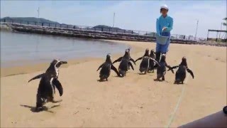 企鵝散步-長崎企鵝水族館