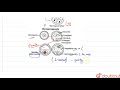 draw a labelled sketch of the section of a mature pollen grain. 12 sexual reproduction in f...