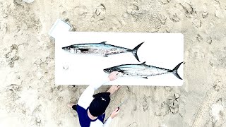 LIVE BAITING SPANISH MACKEREL