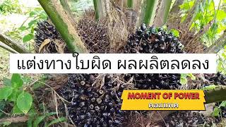 ตัดแต่งทางปาล์ม (เล็ก)แบบไหนถูกต้อง