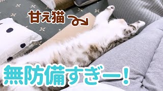 へそ天・添い寝・膝乗りで甘えてくる猫に癒される［スコティッシュフォールド・ぐう］