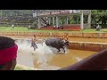 miyar kudi kambala 24 10 2024