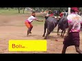 miyar kudi kambala 24 10 2024