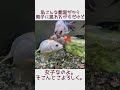 【小学生の生き物飼育mini vol.7】我が家の金魚さん〜江戸錦〜　 金魚飼育 60cm水槽 江戸錦