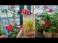 봄날의 화려함은 다 어디로~~살아만 있어다오~ 제라늄 geranium 페라고늄 pelargonium 베란다가드닝 반려식물 살아만있어주오