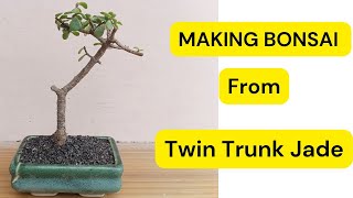 Making Bonsai Plant From Twin Trunk Jade Plant# bonsaiblessings