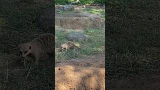 2020年8/21 千葉市動物公園　ミーアキャットさんウロウロ