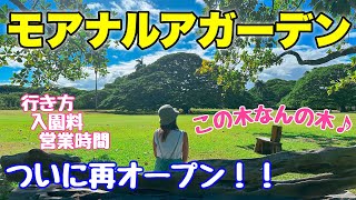 【ハワイ】ついに再開！日本人に大人気スポット☆この木なんの木♪モアナルアガーデン