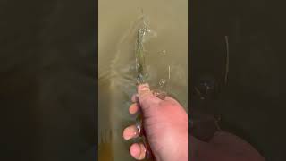 Caught a Crappie Fish #viral #fishing #nature #explore #cool #adventure #beautiful #baby #release