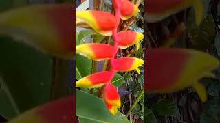 heliconia flower