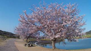 岡山県岡山市【千町川河川公園】令和５年・桜