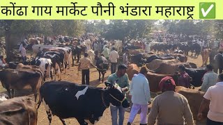 गाय मार्केट कोंढा पौनी भंडारा विदर्भ महाराष्ट्र ✅ ! kondha pashu market bhandara ! 1 _1_2025